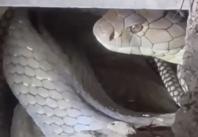 Rắn hổ mang chúa dài 4,2 mét ẩn trong chuồng gà và màn bắt giữ căng thẳng kéo dài hơn 10 phút