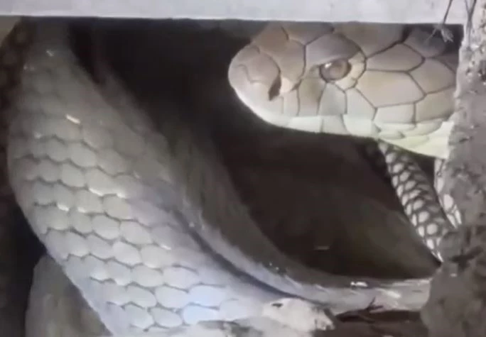 Ảnh cắt từ clip.