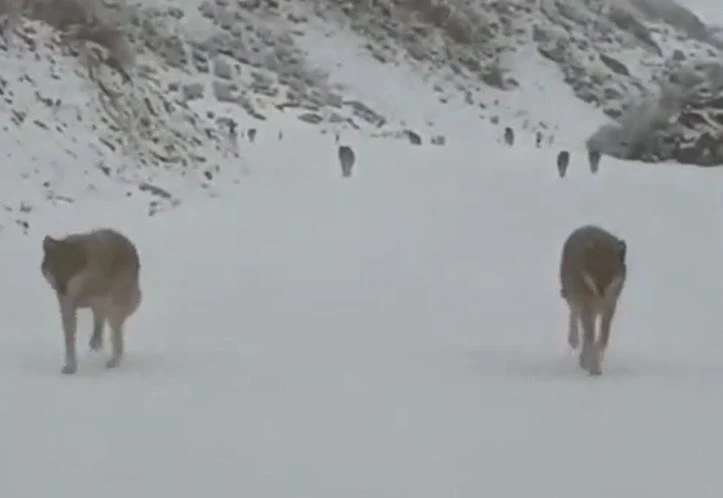 Ảnh cắt từ clip.