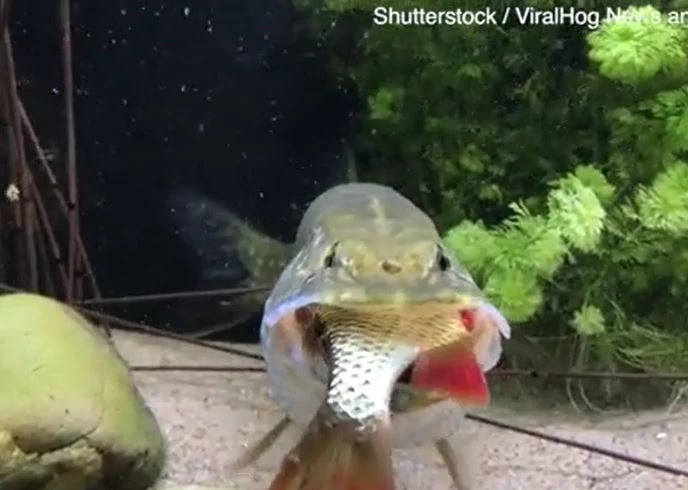 Ảnh cắt từ clip.