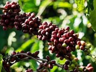 Giá nông sản ngày 7/4: Hồ tiêu và cà phê đi ngang, lúa gạo ổn định