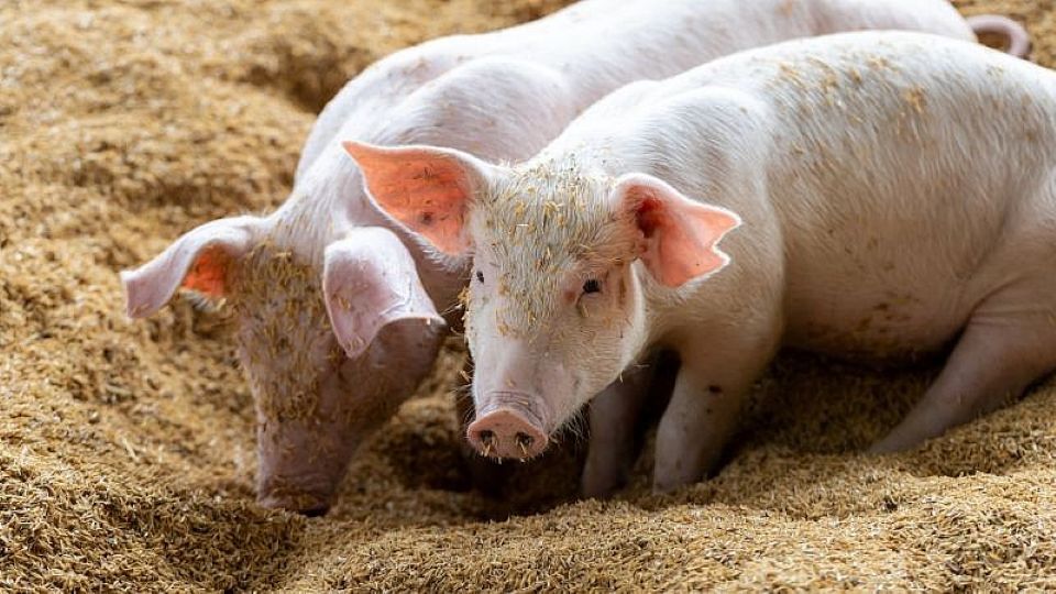 Giá heo hơi ngày 7/4: Lâm Đồng, Đồng Nai tăng nhẹ, thị trường cả nước chủ yếu đi ngang