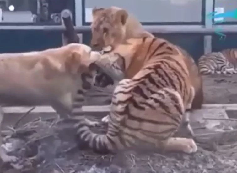 Ảnh cắt từ clip.