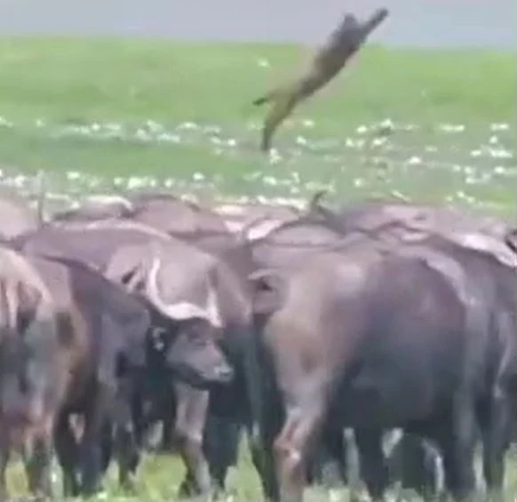 Ảnh cắt từ clip.