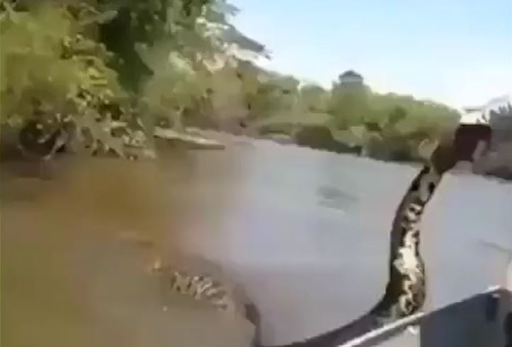 Bất chấp nguy hiểm, nhóm ba người truy đuổi trăn Anaconda dài 5,2 mét trên sông