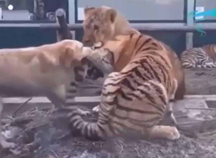 Chó liều mình can thiệp, cắn tai hổ dữ ngăn đại chiến với sư tử