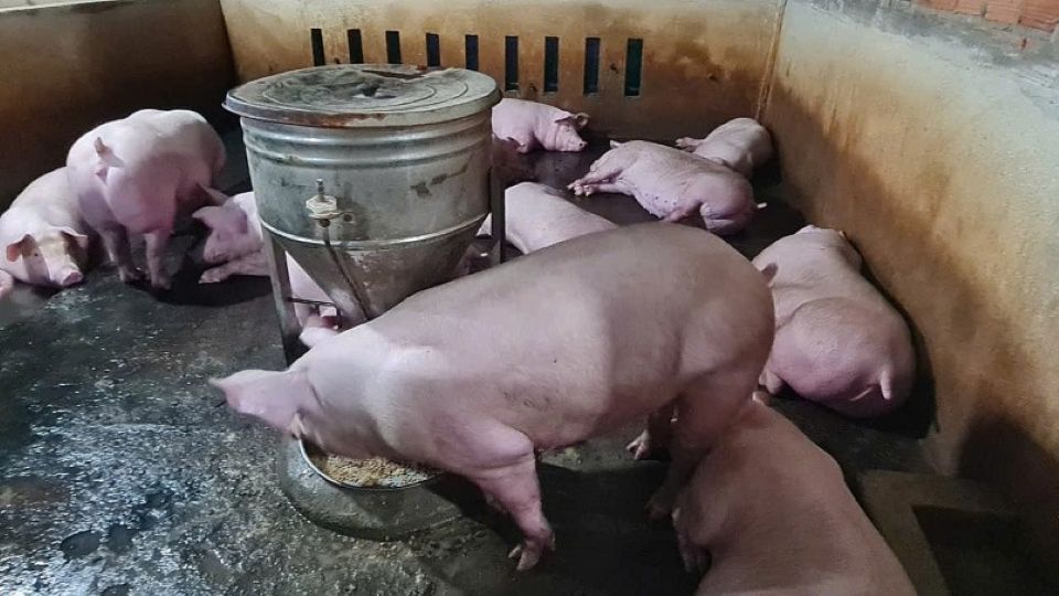 Giá heo hơi ngày 9/4: Thị trường đồng loạt đi ngang trên cả nước