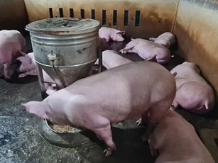 Giá heo hơi ngày 9/4: Thị trường đồng loạt đi ngang trên cả nước