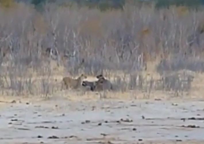 Bị đàn sư tử vây hãm, voi con thoát chết ngoạn mục nhờ cả đàn giải cứu vào phút cuối