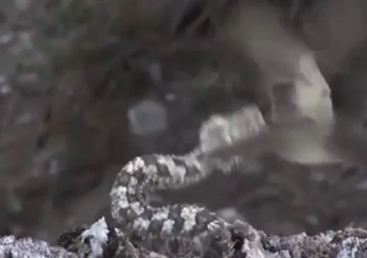 Ảnh cắt từ clip.