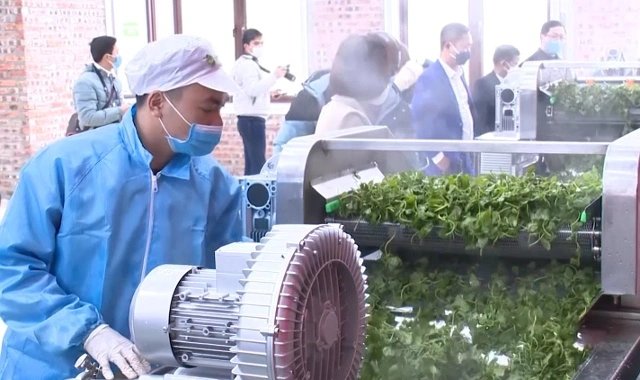 Mô hình 'cánh đồng công nghệ số' mở hướng phát triển hiện đại, bền vững