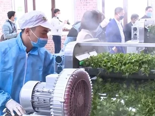 Mô hình 'cánh đồng công nghệ số' mở hướng phát triển hiện đại, bền vững