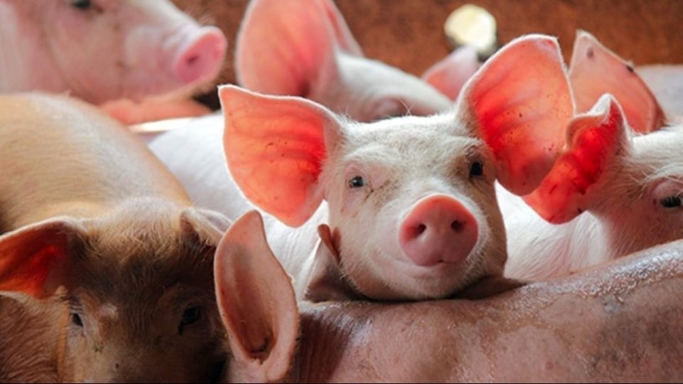 Giá heo hơi ngày 10/4: Ổn định trên cả ba miền