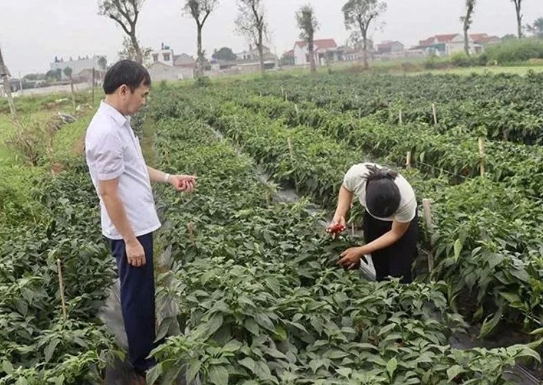 Sau khi được cấp mã số vùng trồng, diện tích sản xuất ớt ngọt tại xã Nga Sơn được nâng cao giá trị kinh tế. Ảnh: Báo Thanh Hóa.