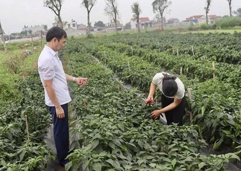 'Hộ chiếu' mã số vùng trồng mở đường nông sản Thanh Hóa vào thị trường khó tính