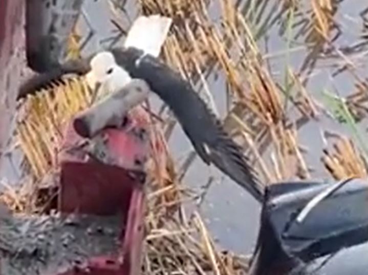 Chim mẹ liều mình chặn máy cày để bảo vệ tổ trứng