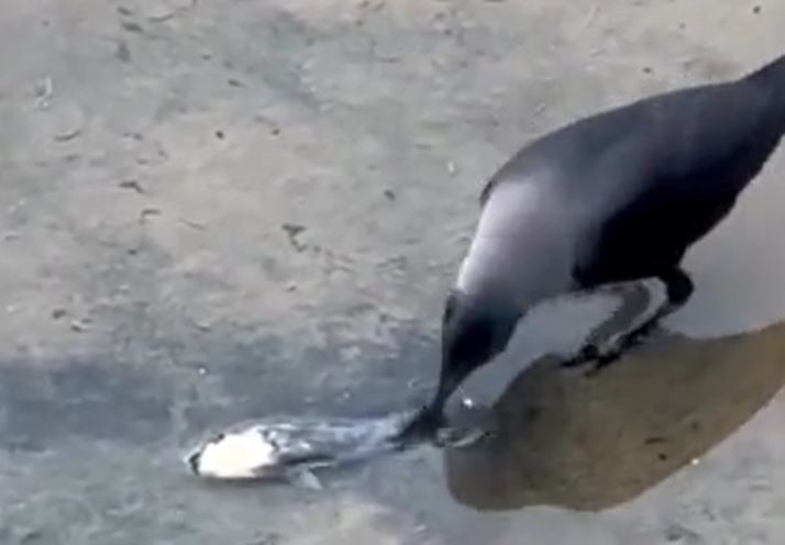 Thấy cá bị mắc cạn, cò bất ngờ ra tay giải cứu