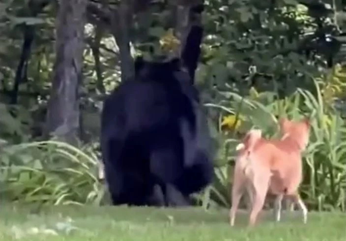 Ảnh cắt từ clip.