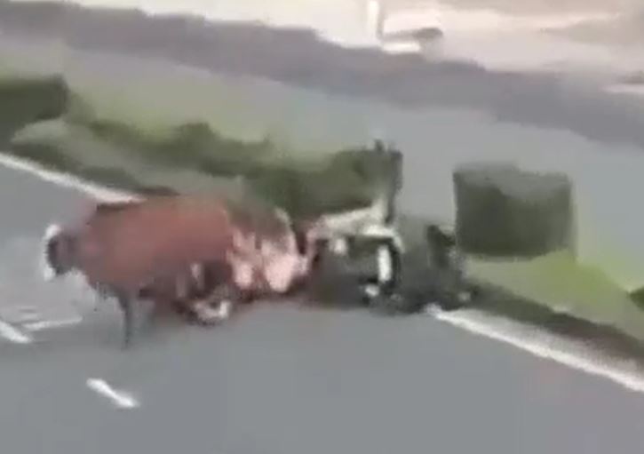 Bò thả rông bất ngờ lao ra đường, tông ngã 2 người đi xe máy