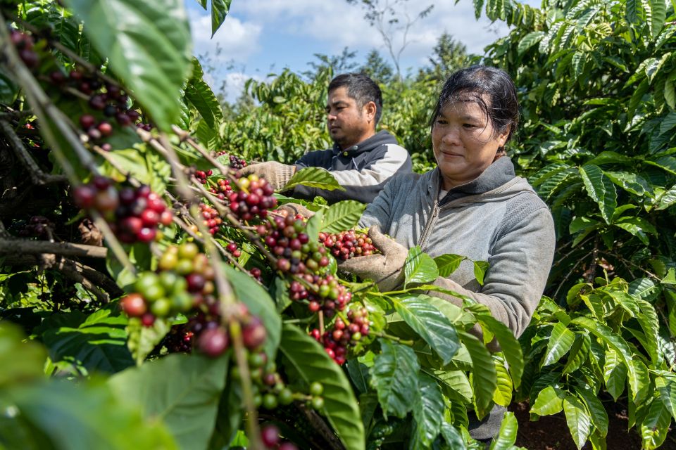 Giá nông sản ngày 12/4: Hồ tiêu và cà phê tăng, lúa gạo giao dịch chậm