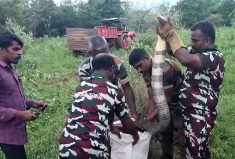 Phát hiện rắn hổ mang dài 4,6 mét trong nhà máy và màn bắt giữ gay cấn