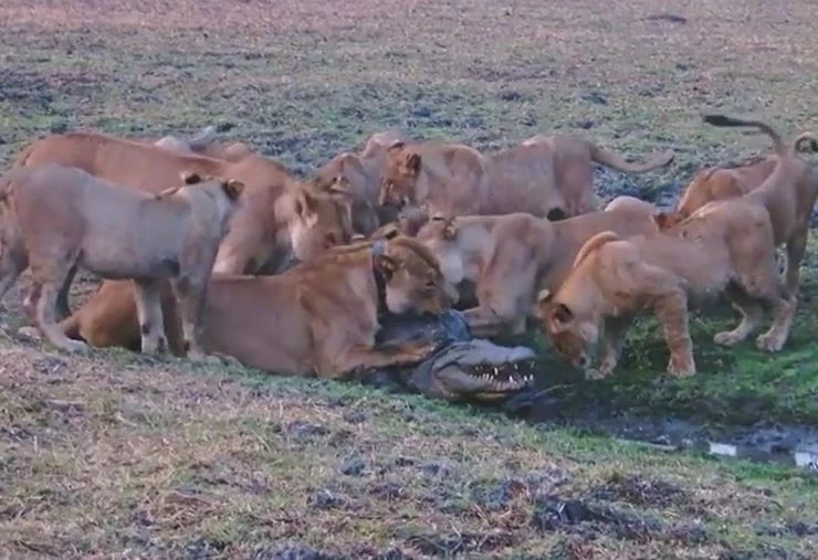 Ảnh cắt từ clip.