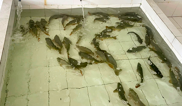 Bảo Nguyên Food – đơn vị cung cấp hải sản chuyên nghiệp tại Đà Nẵng