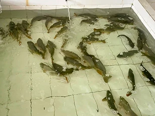 Bảo Nguyên Food – đơn vị cung cấp hải sản chuyên nghiệp tại Đà Nẵng