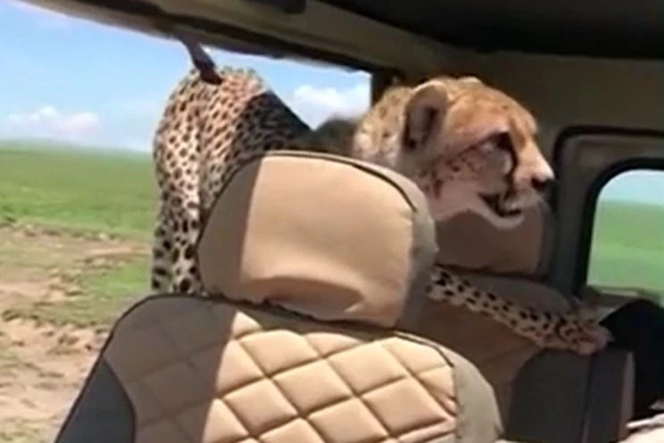 Ảnh cắt từ clip.