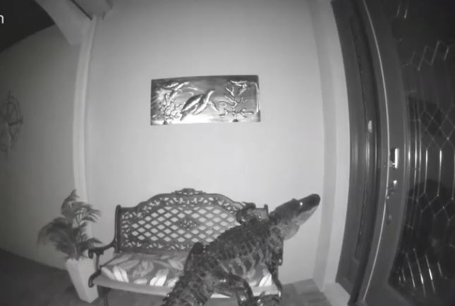 Camera chuông cửa cảnh báo lúc rạng sáng, người đàn ông bàng hoàng thấy 'vị khách không mời' trước cửa nhà