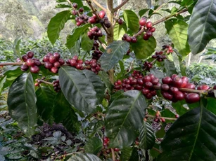 Giá nông sản ngày 14/4: Cà phê tăng nhẹ, hồ tiêu, lúa gạo đi ngang