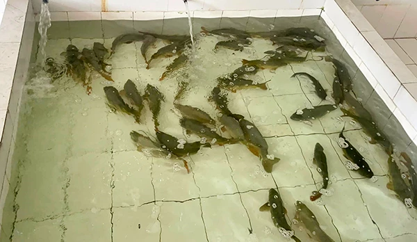 Bảo Nguyên Food chủ động nguồn cung, bảo đảm liên tục chứ không phụ thuộc vào nguồn nhập nhỏ lẻ mỗi ngày. 