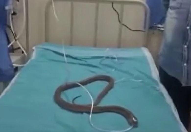 Rắn hổ mang ngất lịm vì hóa chất, được cứu sống khi đưa vào viện thở oxy 