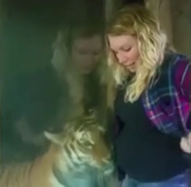 Khoảnh khắc khó tin: Hổ phản ứng đặc biệt với thai phụ 