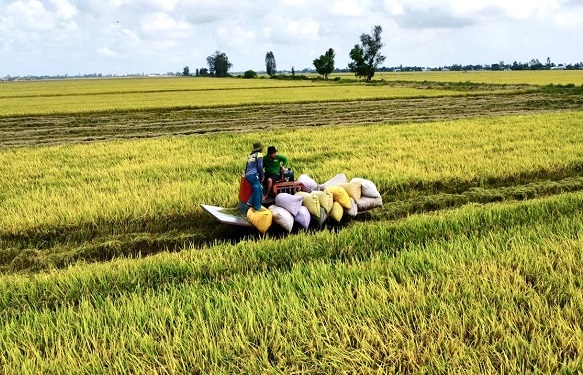 Cần Thơ tháo gỡ khó khăn cho doanh nghiệp xuất khẩu gạo