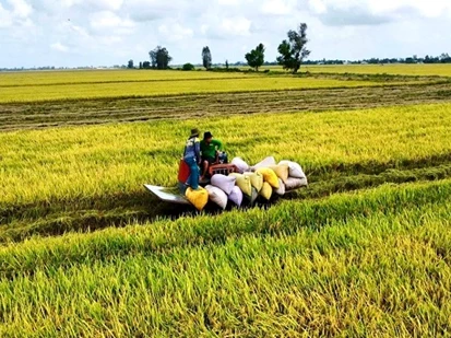 Cần Thơ tháo gỡ khó khăn cho doanh nghiệp xuất khẩu gạo