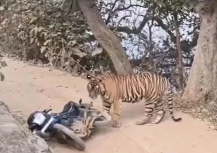 Ảnh cắt từ clip.