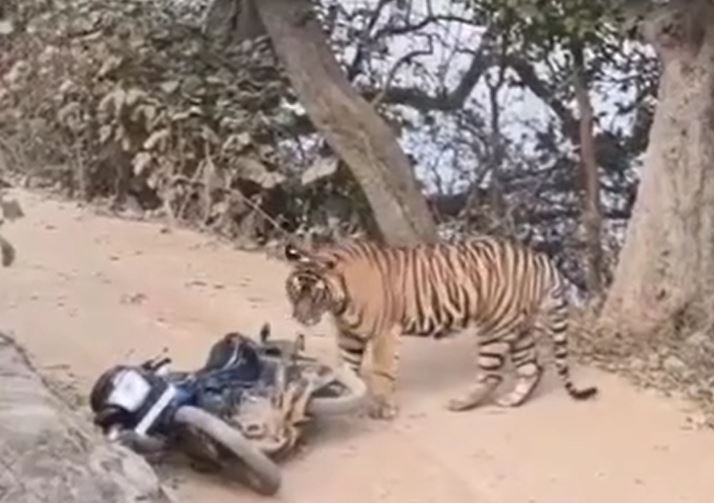 Đối mặt hổ dữ giữa rừng, kiểm lâm bỏ xe máy tháo chạy 