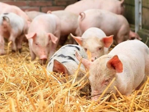 Giá heo hơi ngày 16/4: Miền Nam duy trì xu hướng tăng nhẹ tại một số địa phương