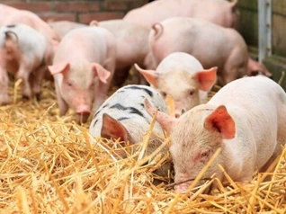 Giá heo hơi ngày 16/4: Miền Nam duy trì xu hướng tăng nhẹ