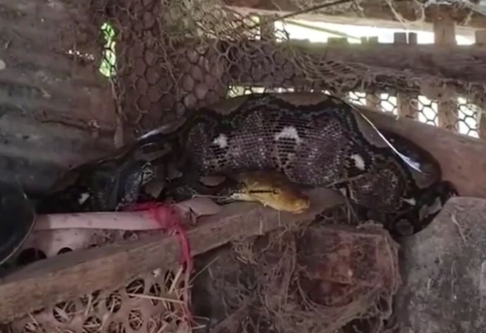 Trăn dài 3 mét đột nhập chuồng gà, nuốt chửng con mồi