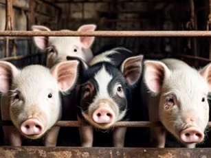 Giá heo hơi hôm nay 17/4: Ba miền đồng loạt đứng giá