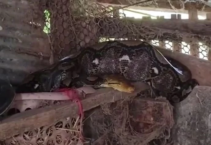 Ảnh cắt từ clip.