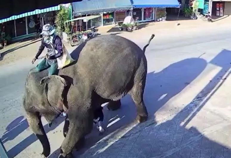 Ảnh cắt từ clip.