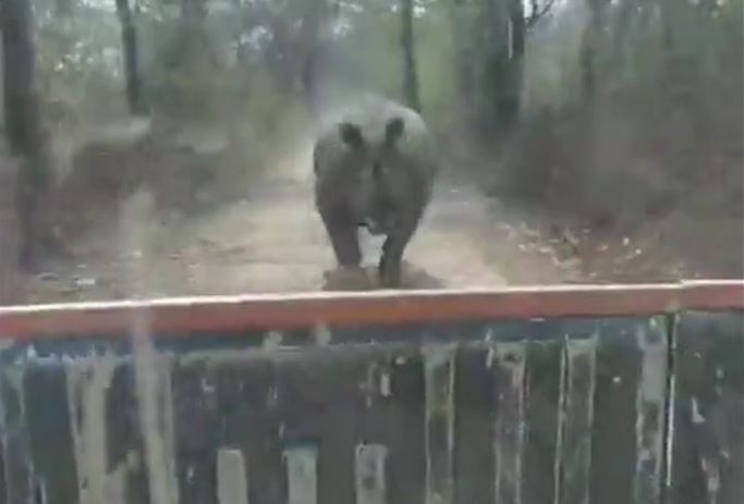 Thót tim cảnh tê giác điên cuồng rượt đuổi ô tô suốt 1,5km