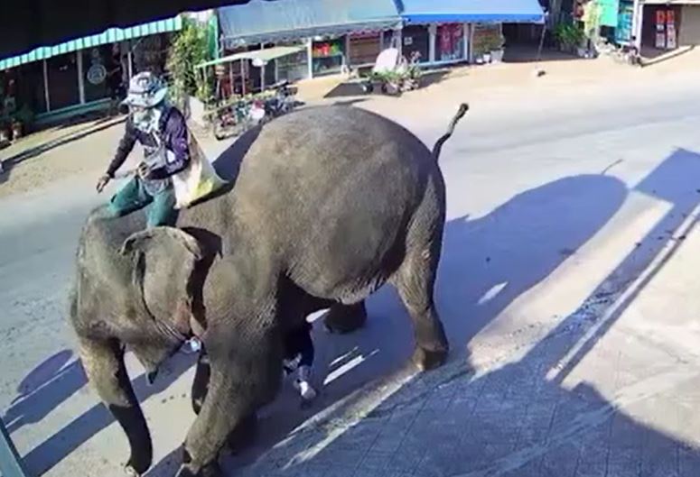 Bé gái 2 tuổi suýt bị voi giẫm khi thực hiện nghi lễ cầu may