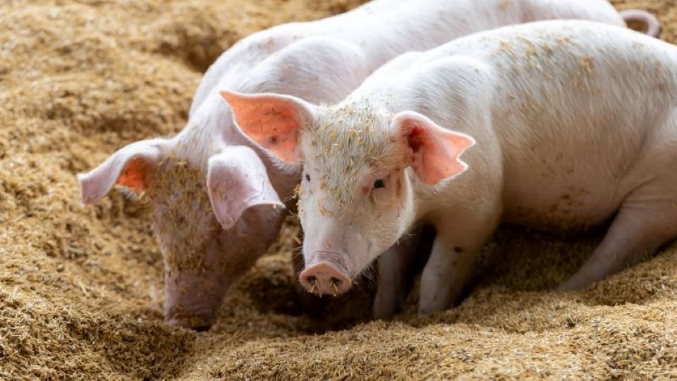 Giá heo hơi hôm nay 18/4: Miền Bắc tăng rải rác, nhiều khu vực đi ngang