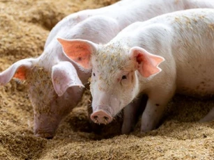 Giá heo hơi hôm nay 18/4: Miền Bắc tăng rải rác, nhiều khu vực đi ngang