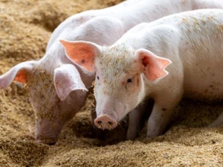 Giá heo hơi hôm nay 18/4: Miền Bắc tăng rải rác, nhiều khu vực đi ngang