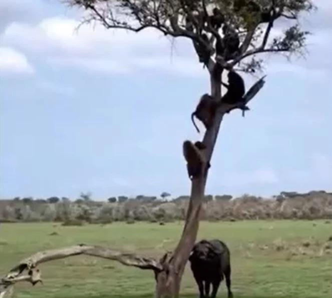 Ảnh cắt từ clip.